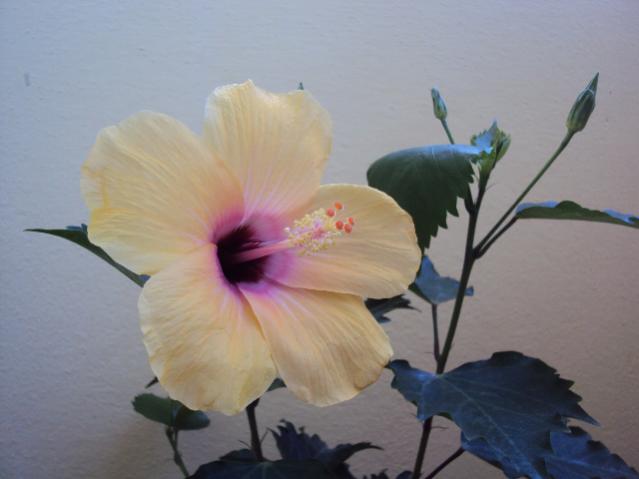hibiscus 002