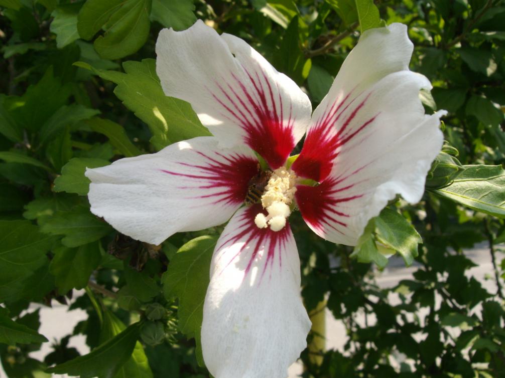 Hibiscus
2806201001