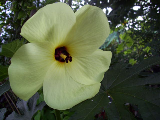 hibiscus abelmoschus moschatus