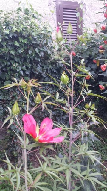 Hibiscus coccineus