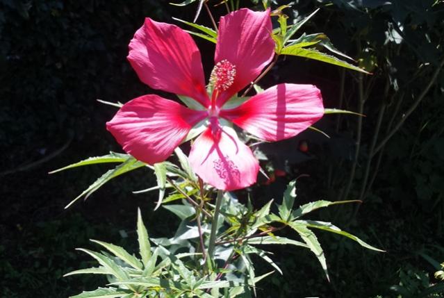 Hibiscus coccineus