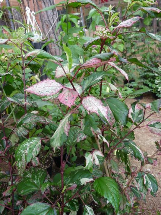 hibiscus cooperi rose flake