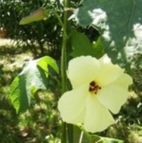 Hibiscus manihot