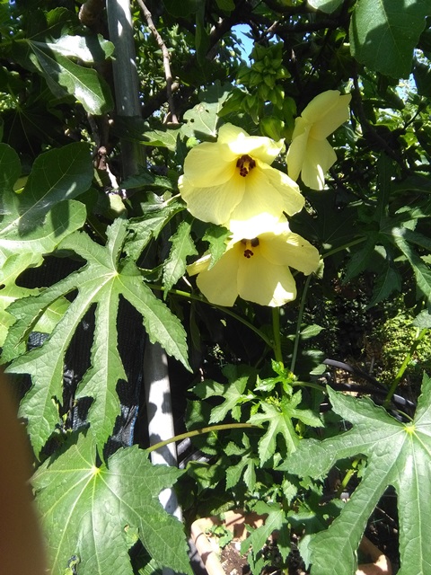 Hibiscus manihot