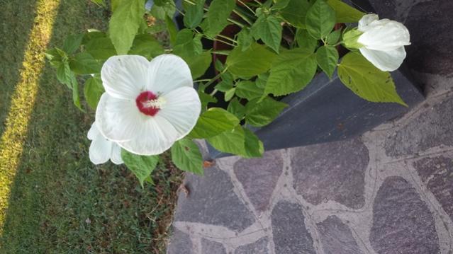 Hibiscus moscheutos 'Luna Pink Swirl