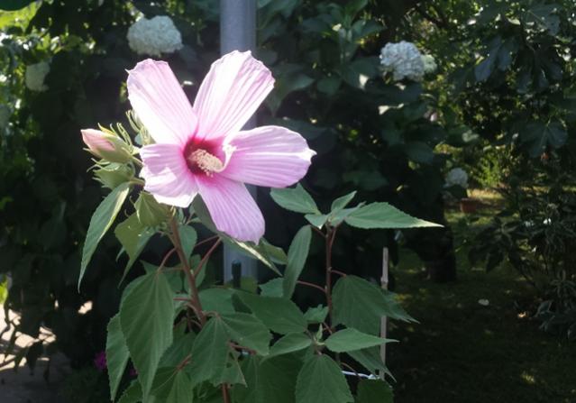 hibiscus moscheutos rosa