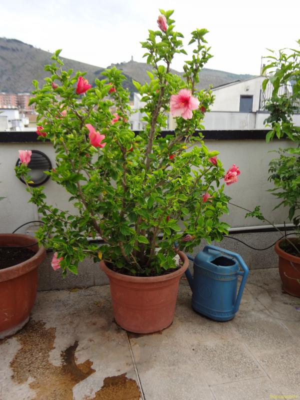 hibiscus rosa sinensis 1 (Copia)