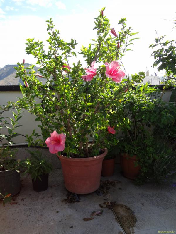 hibiscus rosa sinensis 2 (Copia)