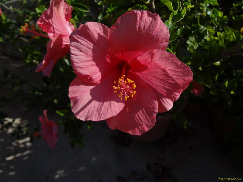 hibiscus rosa sinensis 3 (Copia)