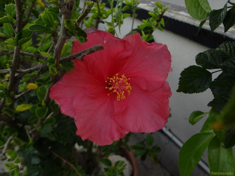 hibiscus rosa sinensis 4 (Copia)