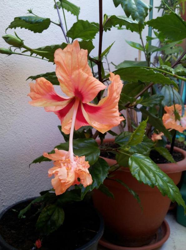 Hibiscus rosa sinensis a fiore doppio.