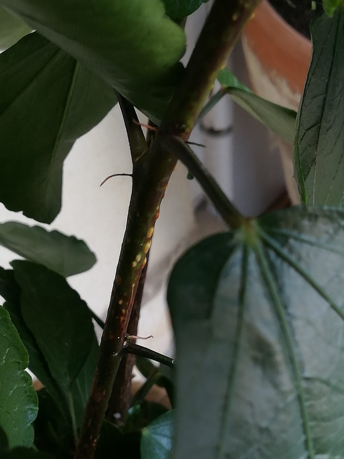 Hibiscus rosa-sinensis fusto malato