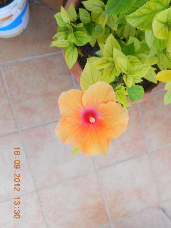 Hibiscus Rosa sinensis mini