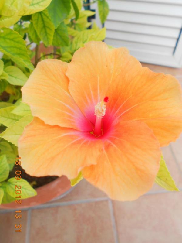 Hibiscus Rosa sinensis mini