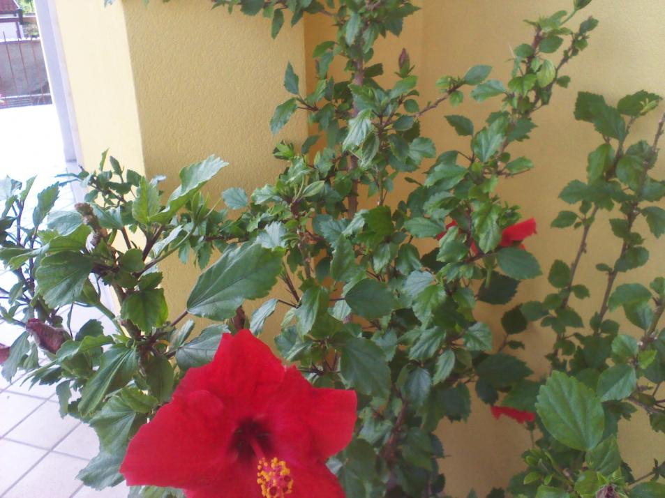 Hibiscus rosa sinensis