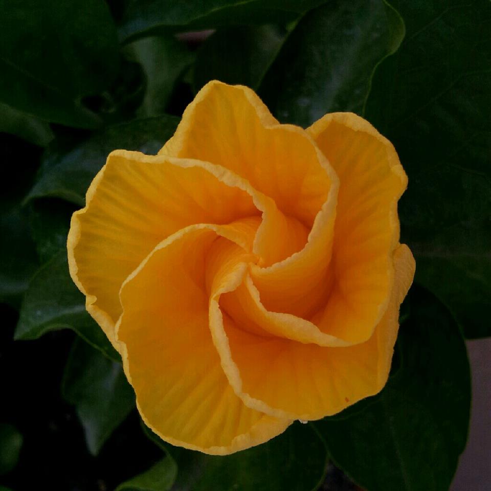 hibiscus rosa sinensis