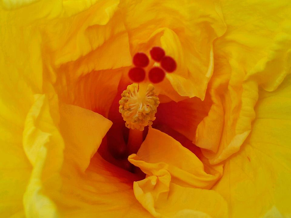 hibiscus rosa sinensis