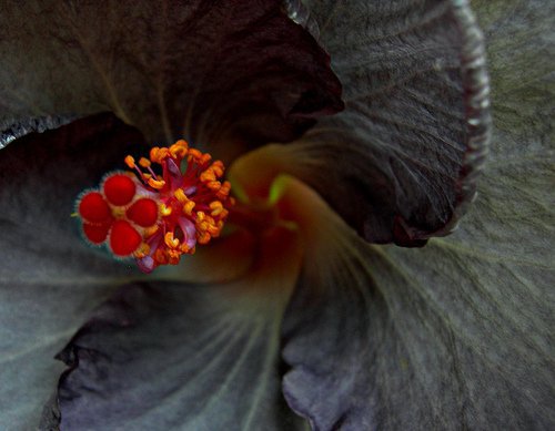 hibiscus rosa sinensis