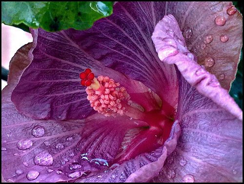 hibiscus rosa sinensis