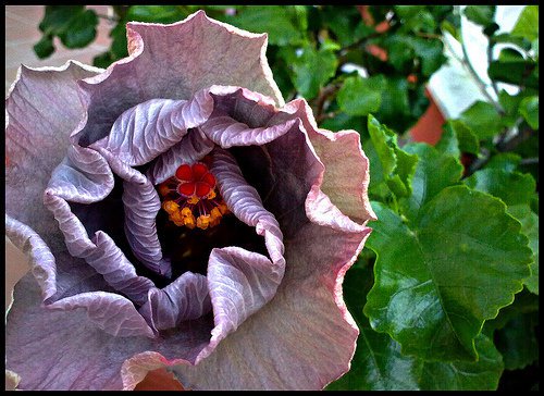 hibiscus rosa sinensis