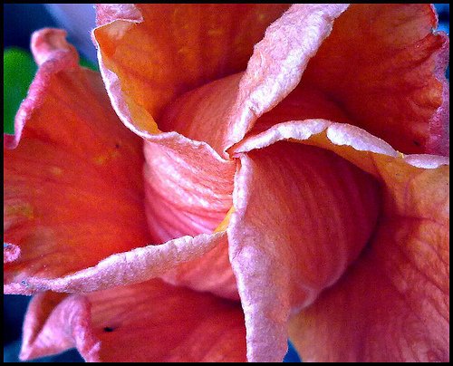 hibiscus rosa sinensis