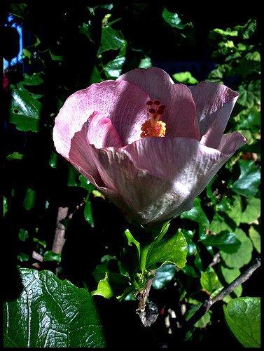 hibiscus rosa sinensis