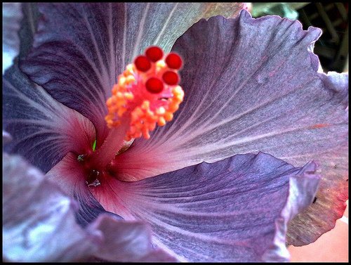 hibiscus rosa sinensis