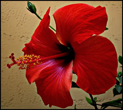 hibiscus rosa sinensis