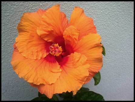 hibiscus rosa sinensis