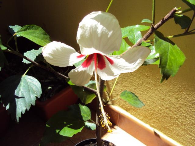 hibiscus