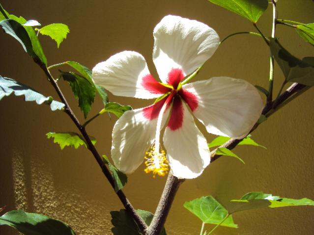 hibiscus