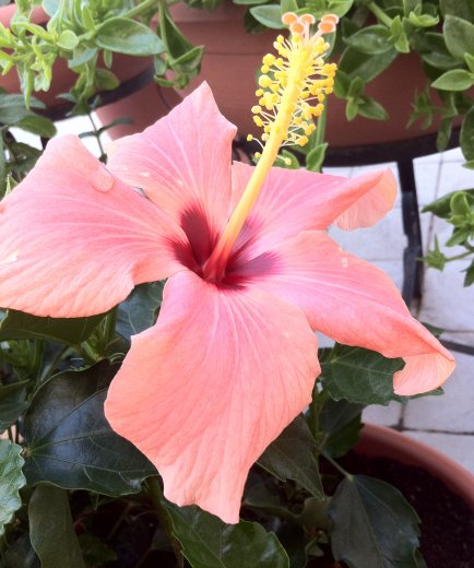 Hibiscus