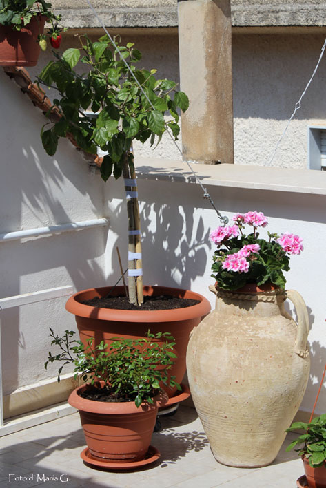 hibiscus2