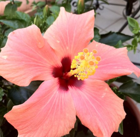 Hibiscus2