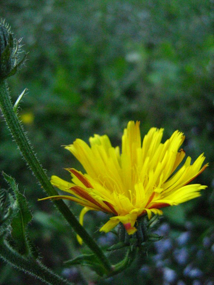 HIERACIUM