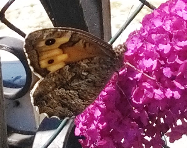 Hipparchia aristaeus o Hipparchia semele