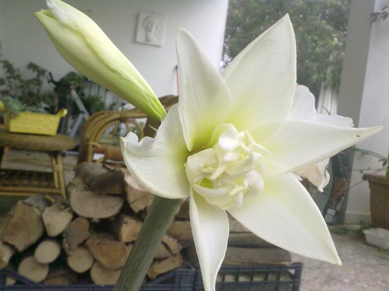 Hippeastrum Jewel