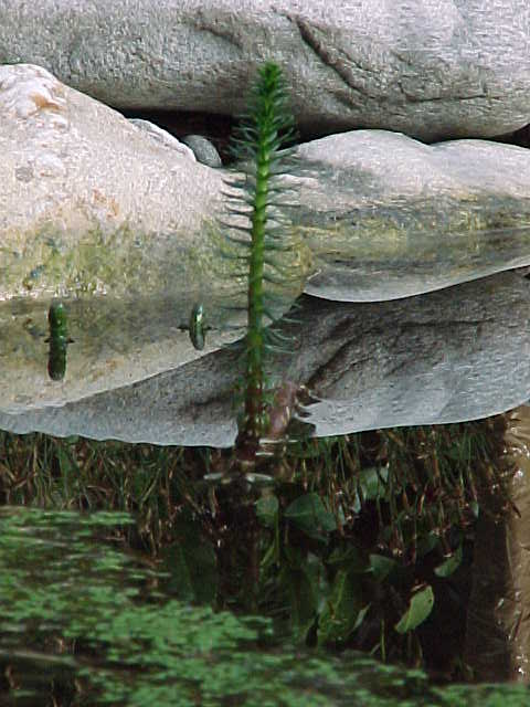 Hippuris vulgaris - Coda di cavallo