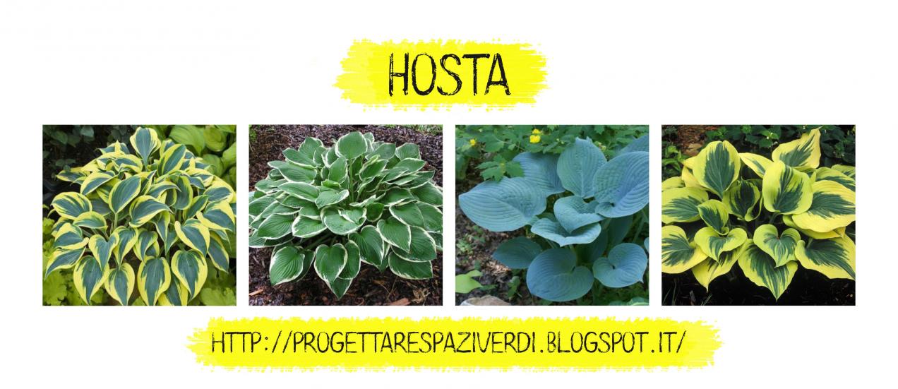 Hosta