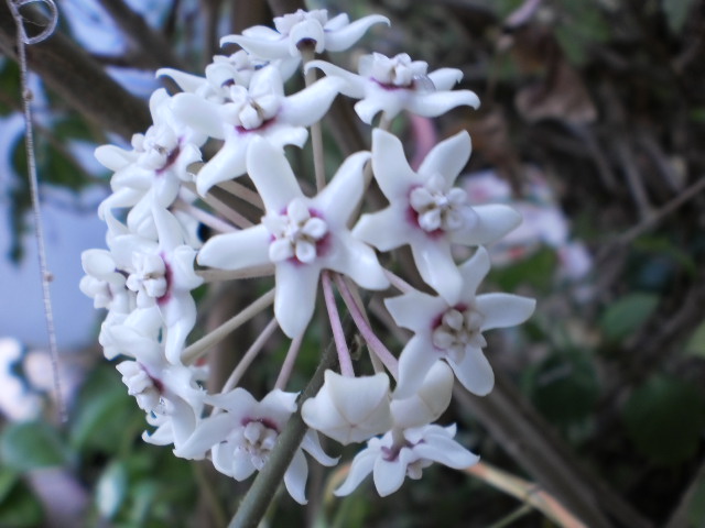 hoya bicarinata 2