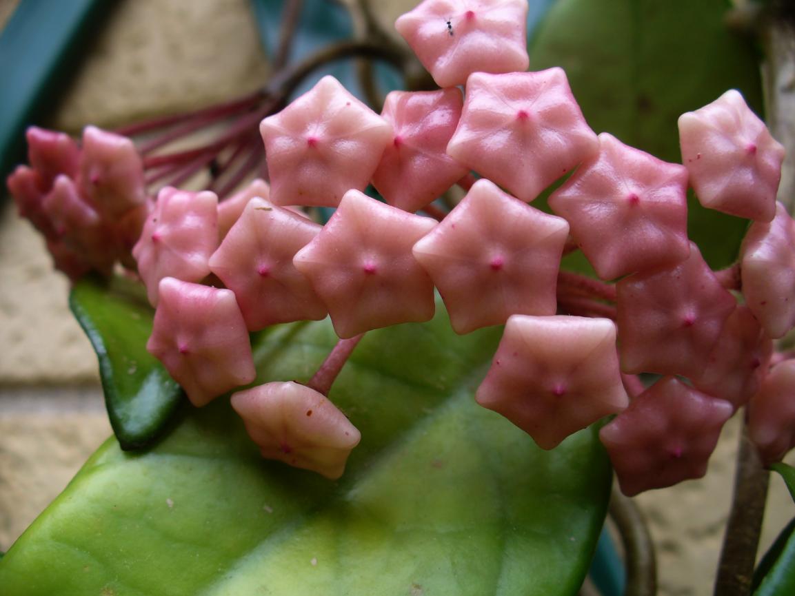 Hoya  boccioli