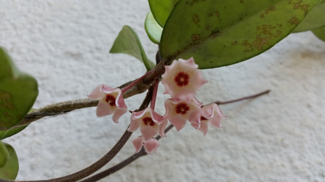 Hoya carnosa