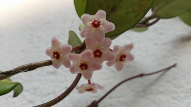 Hoya carnosa