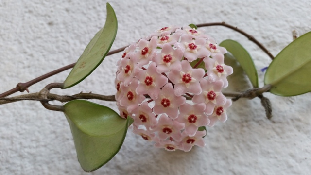 Hoya carnosa