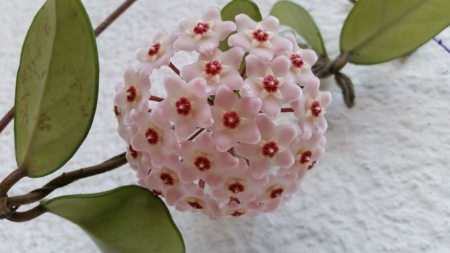 Hoya carnosa