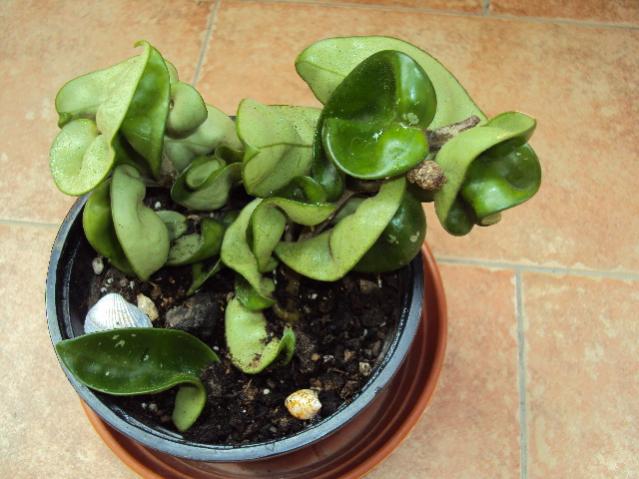 hoya compacta