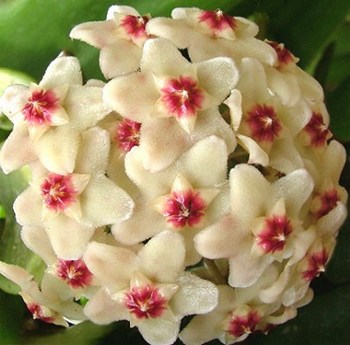 hoya fiore