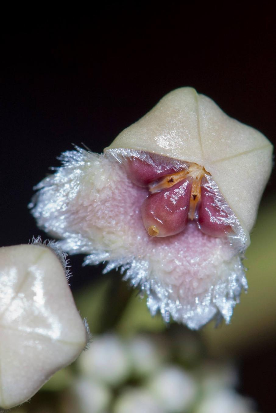 Hoya Kerrii
prima fioritura 
estate 2015