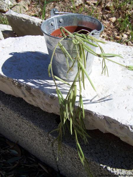 Hoya linearis