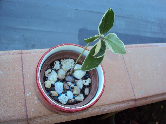 hoya variegata